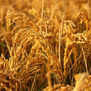 安徽中籼稻亩产及种植利润创10年