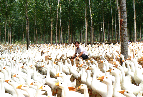 bdshare_original(66)_副本