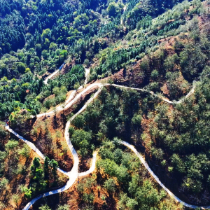 乡村振兴在行动丨“山核桃之乡”结