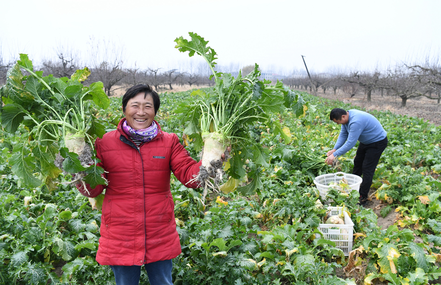 乡村振兴在行动｜安徽临泉：家常小