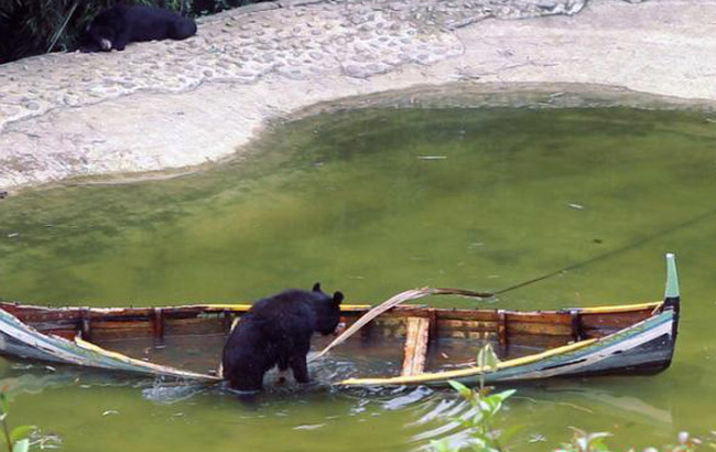 重庆一野生动物园黑熊湖中划船 有模有样