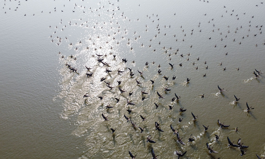 安徽：冬日湿地 候鸟纷至