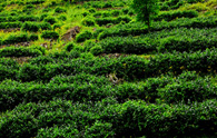 安庆推进茶产业内涵式发展