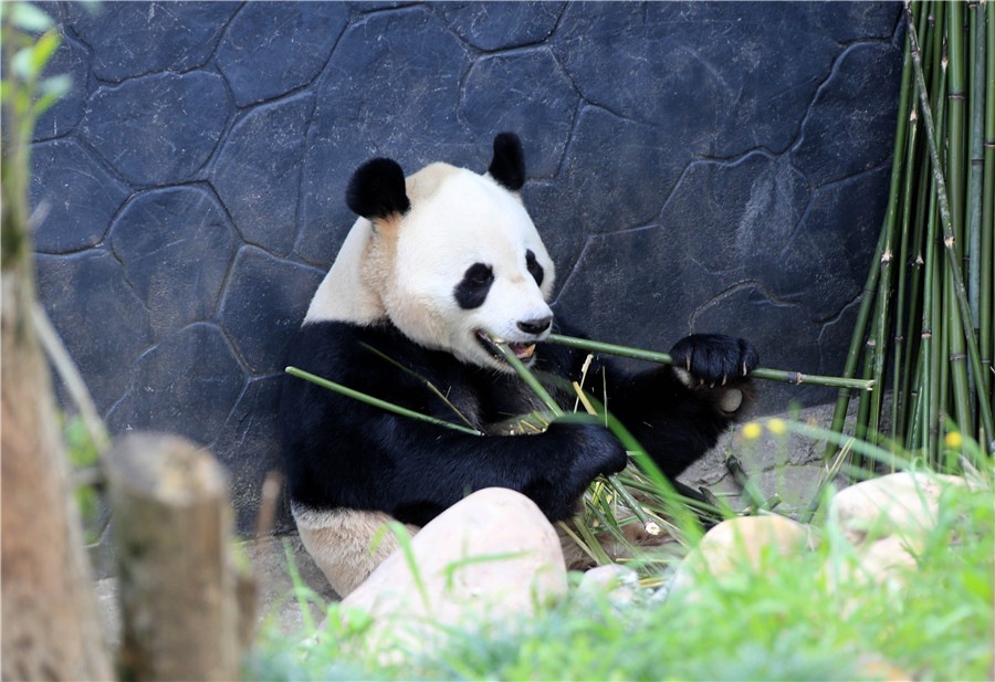晒太阳吃美食，大熊猫享受春天的样子萌翻了！