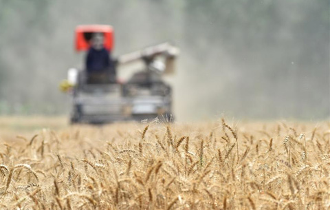 安徽：小麦收割忙