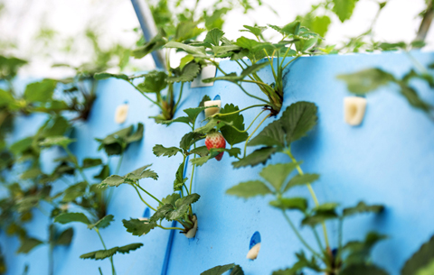 草莓出“墙” “黑科技”农业亮相