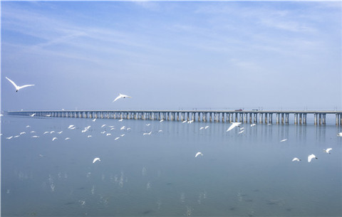 【“飞阅”中国】生态石臼湖：又见“候鸟天堂”