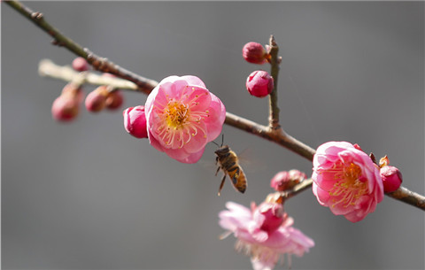 安徽黃山：立春至 梅花開