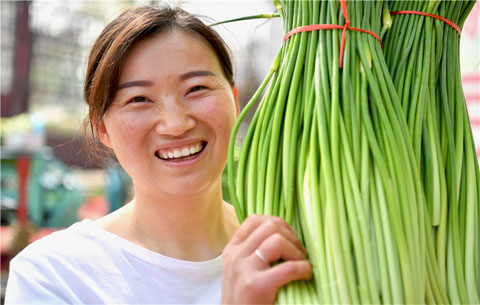 安徽亳州：萬畝蒜苔喜豐收