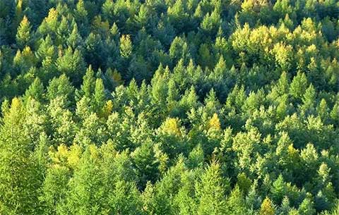 全国首个省级林长制法规施行