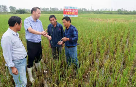 再生稻助力粮食增产增收