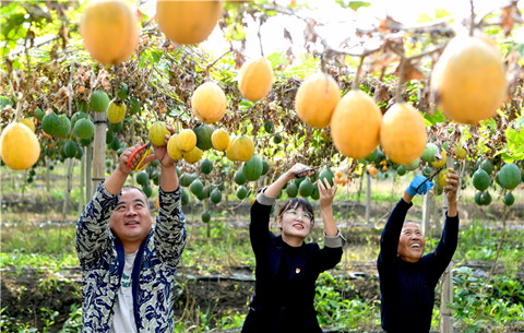 安徽亳州：瓜蔞黃 收獲忙
