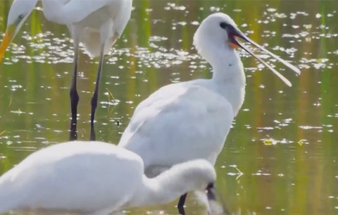 “白衣舞者”现身巢湖半岛湿地公园
