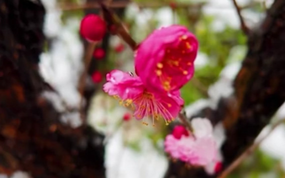 微视频：白雪镶青瓦 梅花落繁枝