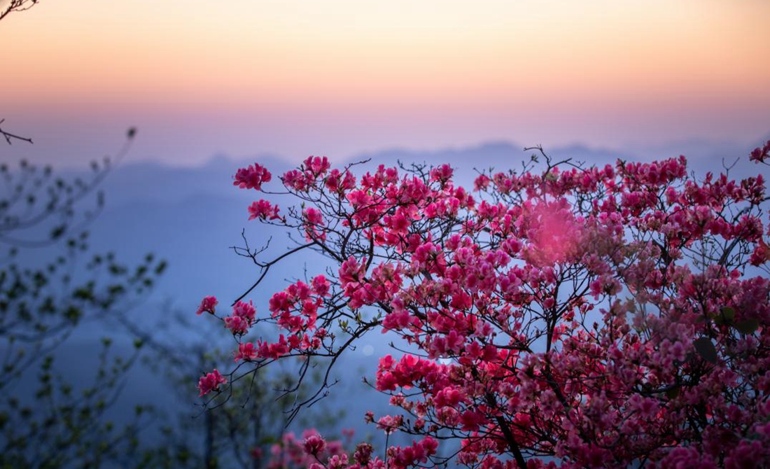 最是一年春好處|遍野杜鵑花 紅透金龍山