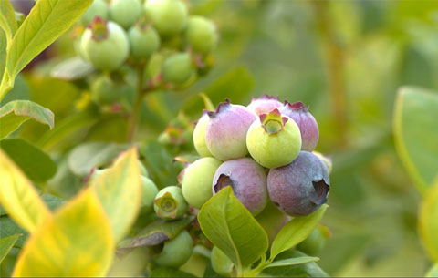 怀宁：3.5万亩蓝莓次第成熟 即将开园采摘