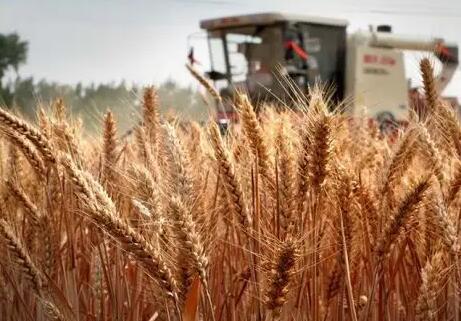 913.18公斤 安徽省小麦单产纪录大幅刷新