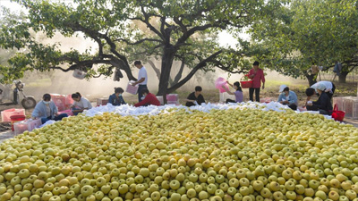 安徽碭山：酥梨飄香慶豐收