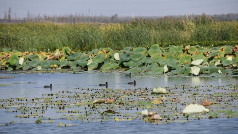 十八联圩湿地：巢湖岸边的生态画卷