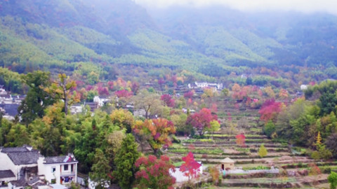 安徽黄山：塔川村红叶迎来最佳观赏期