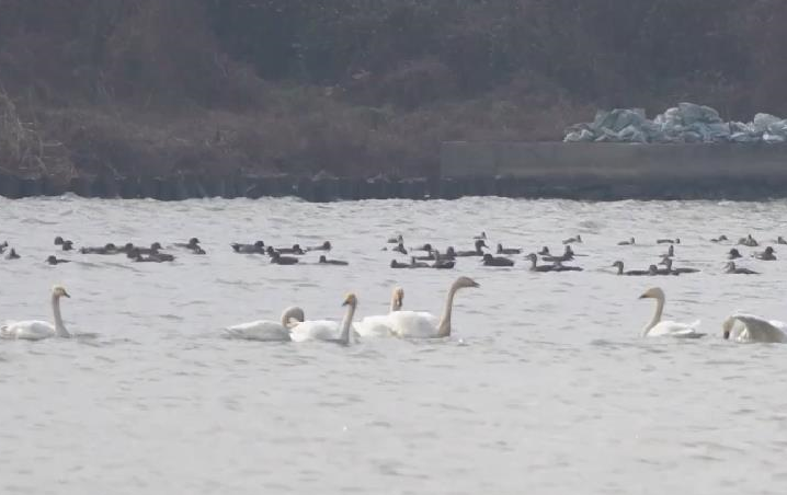 新华全媒+|城市湿地公园迎来数百只越冬天鹅