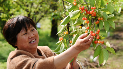 安徽太和:樱桃红 春意浓
