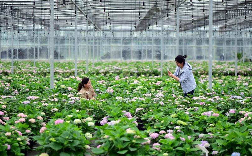 安徽肥西：花卉种植助力乡村振兴